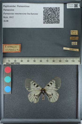 Media type: image;   Entomology 180076